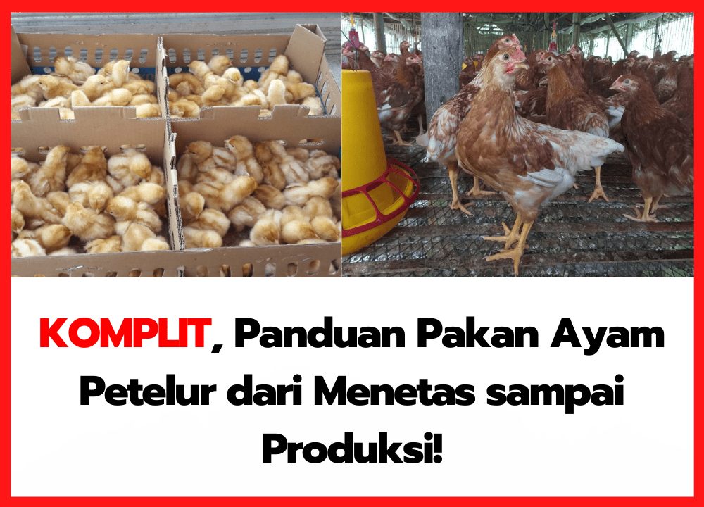 KOMPLIT, Panduan Pakan Ayam Petelur dari Menetas sampai Produksi!