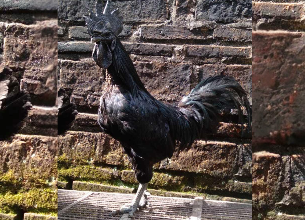 Manfaat Memelihara Ayam Cemani untuk Hobi dan Peluang Usaha