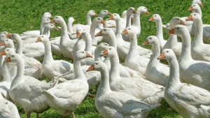 DOD Bebek Peking