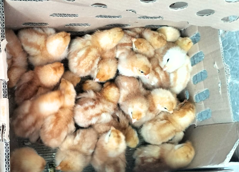 Terbaru!! Daftar Harga DOC Ayam Petelur di Pekanbaru