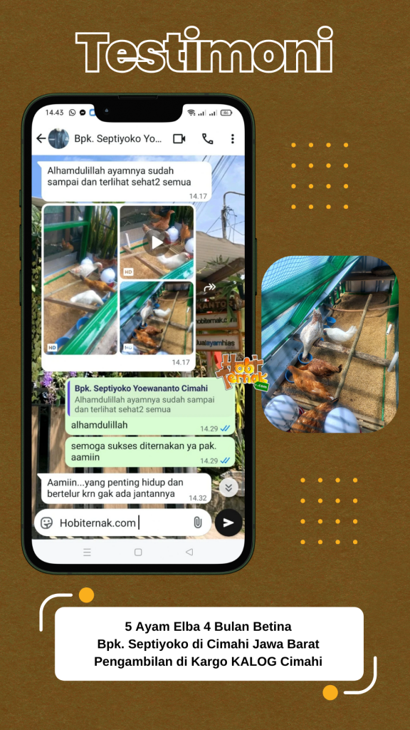 Testimoni - Bpk. Septiyoko - Ayam Elba - Cimahi
