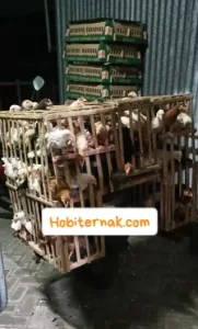 Ayam JOPER Siap Panen