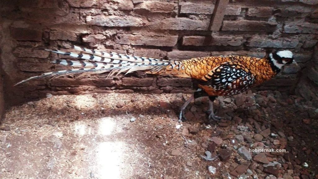Reeves Pheasant Usia Indukan| Gambar 6