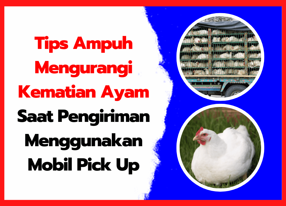 Tips Ampuh Mengurangi Kematian Ayam Saat Pengiriman Menggunakan Mobil Pick Up