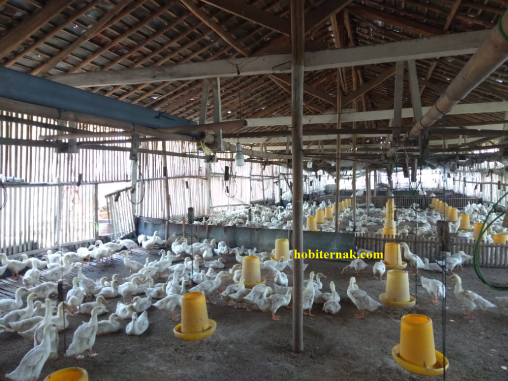 Contoh kandang pembesaran untuk bebek pedaging sampai masa panen tiba
