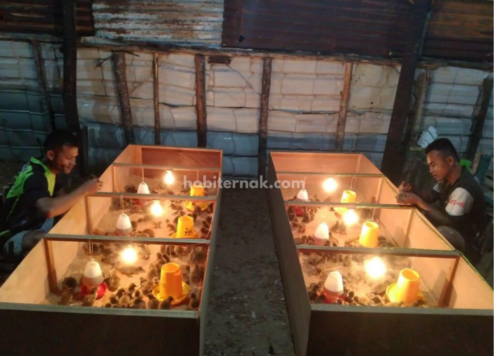Berapa Ukuran Kandang Bebek Pedaging 100 ekor yang Tepat ?