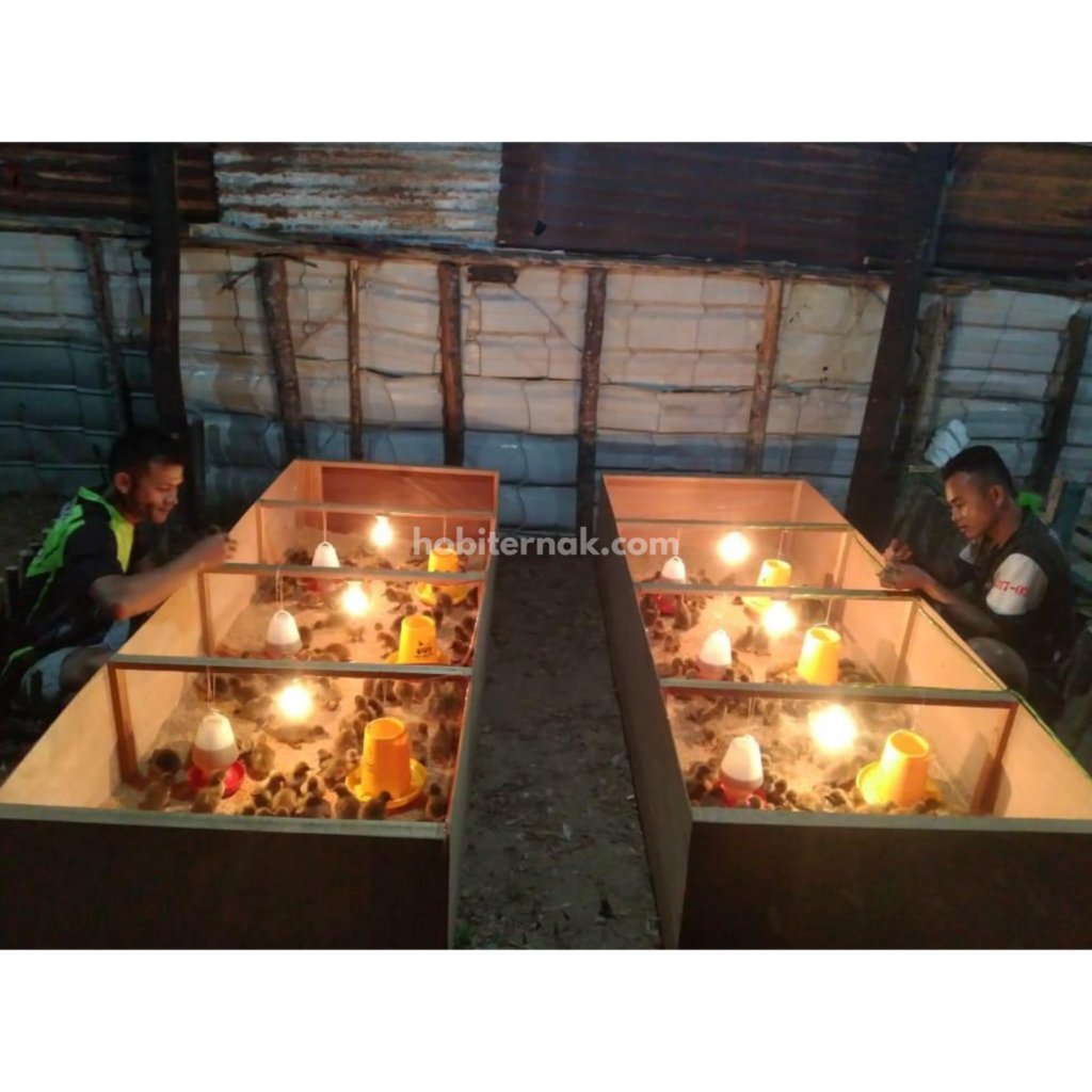 Contoh bentuk kandang box untuk bebek pedaging usia anakan