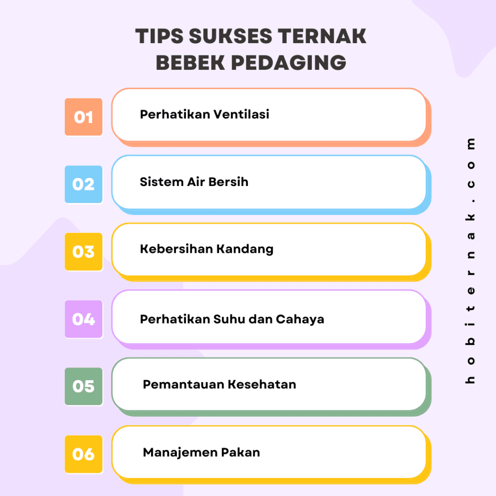 Tips Sukses Ternak Bebek Pedaging