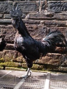 Ayam Cemani, ayam hias eksotis dan langka