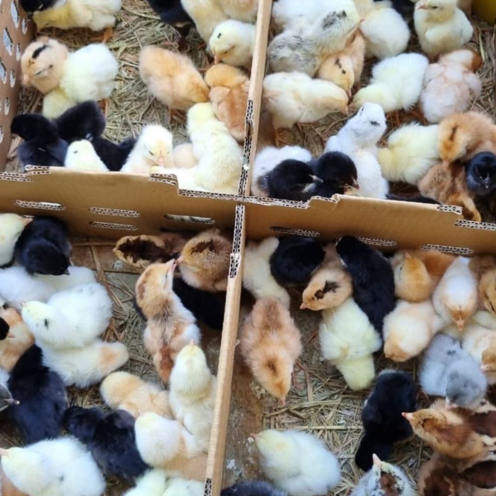 Bibit ayam joper di dalam boks, warna bulu campuran hitam, cokelat, dan putih.