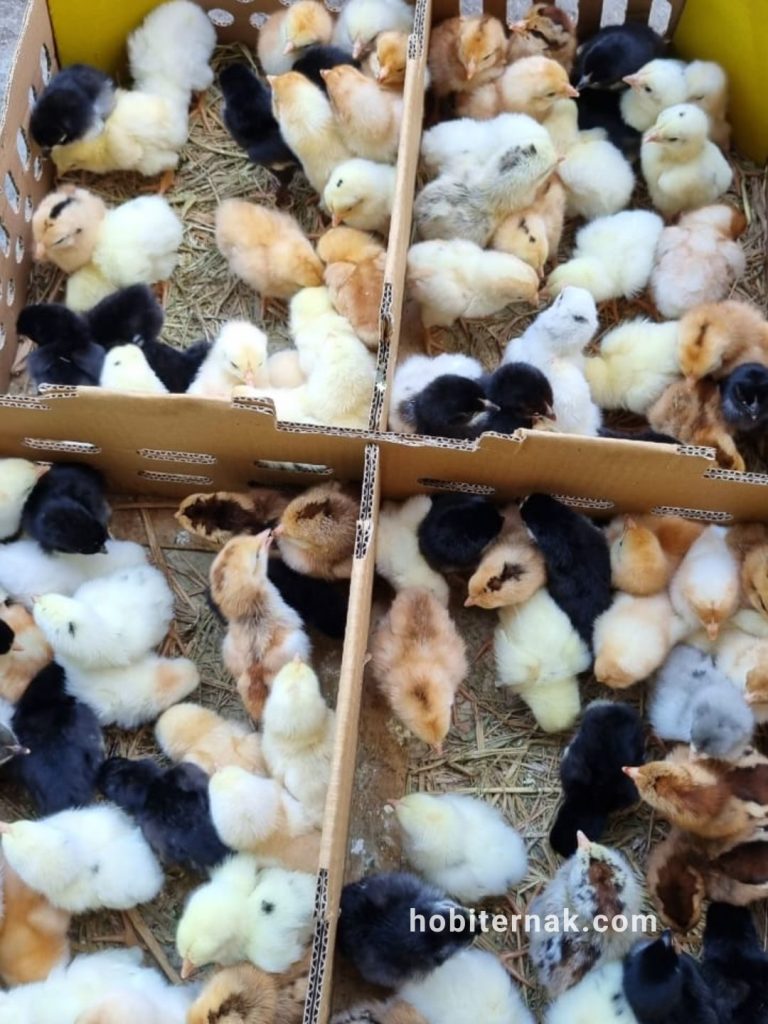 1 boks DOC/ bibit ayam joper, warna bulu campuran hitam, cokelat, dan putih.
