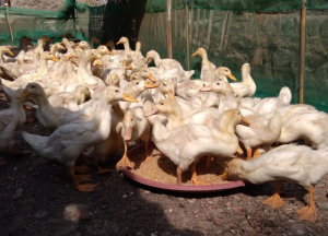 Berapa Ukuran Kandang Bebek Pedaging 100 Ekor?