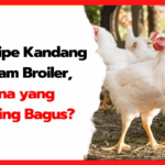 Jenis Kandang Ayam Broiler: 4 Tipe, Ukuran & Kelebihannya Jenis Kandang Ayam Broiler: 4 Tipe, Ukuran & Kelebihannya