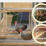 2 Model Kandang Ayam KUB Pedaging