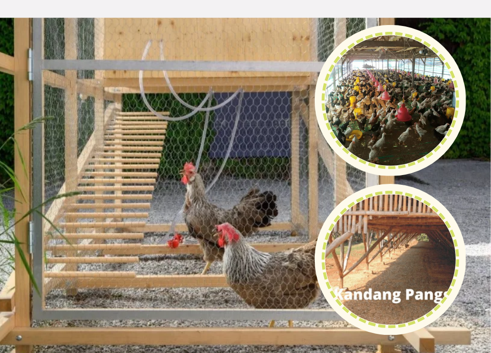 2 Model Kandang Ayam KUB Pedaging untuk Pemula