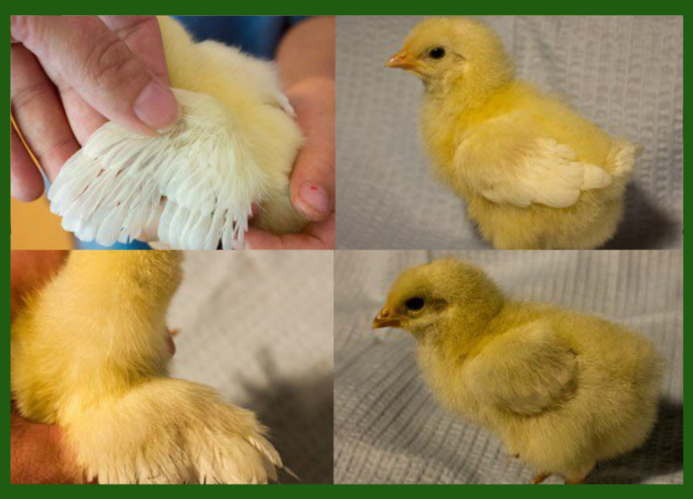 3 Cara Mudah Membedakan Ayam Petelur Jantan & Betina bagi Pemula 3 Cara Mudah Membedakan Ayam Petelur Jantan & Betina bagi Pemula