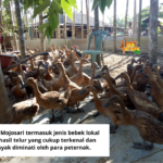 8 Jenis Bebek Petelur yang Potensial untuk Dibudidayakan 8 Jenis Bebek Petelur yang Potensial untuk Dibudidayakan