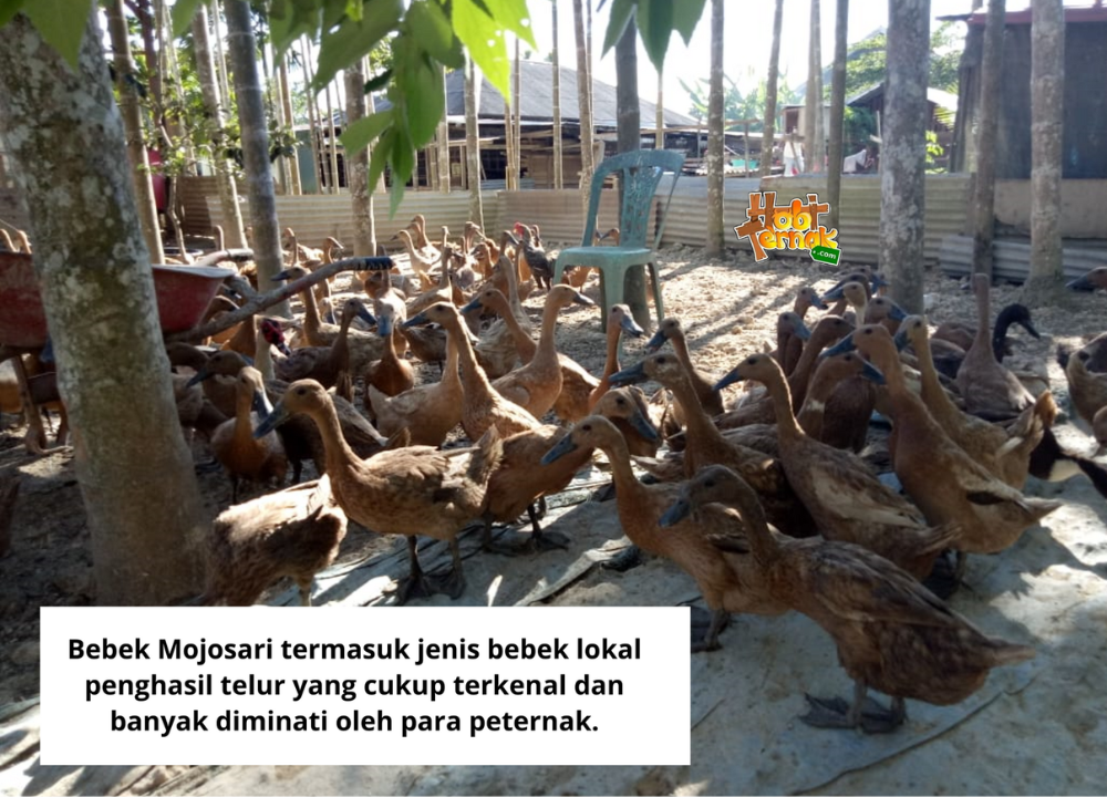 8 Jenis Bebek Petelur yang Potensial untuk Dibudidayakan
