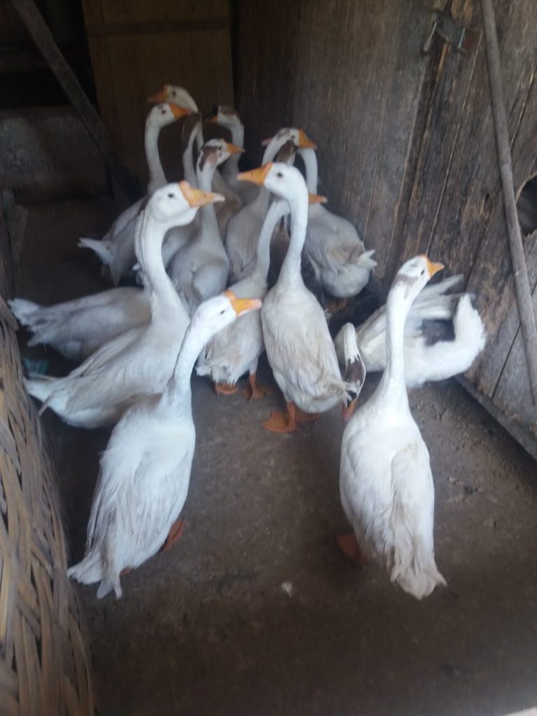 Beberapa angsa lokal berbulu dominan putih di dalam kandang.