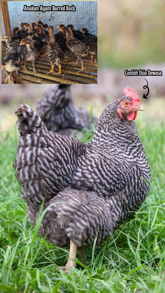 Jumlah produksi telur ayam plymouth rock dapat mencapai 200 butir per tahunnya