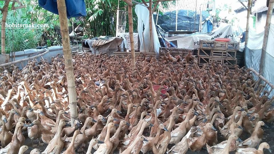 Bebek mojosari betina usia siap bertelur atau biasa disebut bayah| Image 1