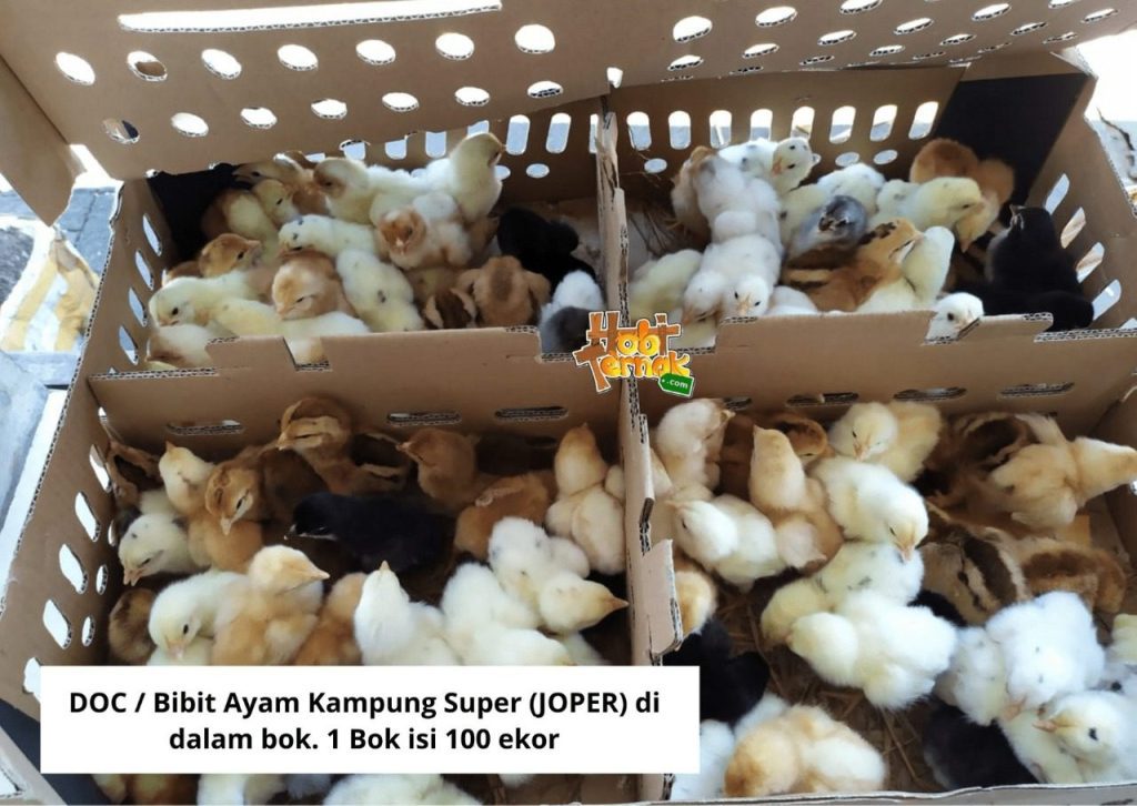 1 boks DOC/ Bibit Ayam Joper Isi 100 ekor