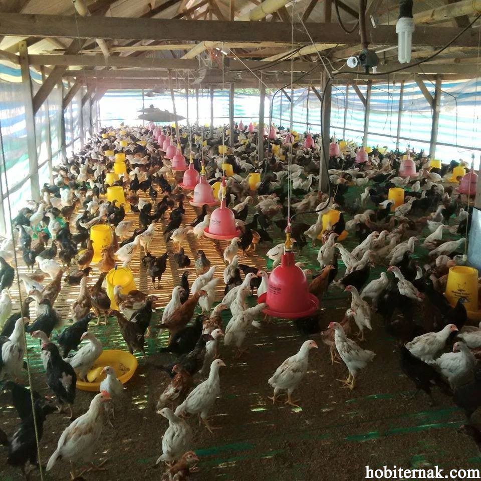 Ini adalah salah satu contoh kandang sistem intensif atau disebut sebagai kandang koloni yang sudah banyak di terapkan oleh peternak ayam kub