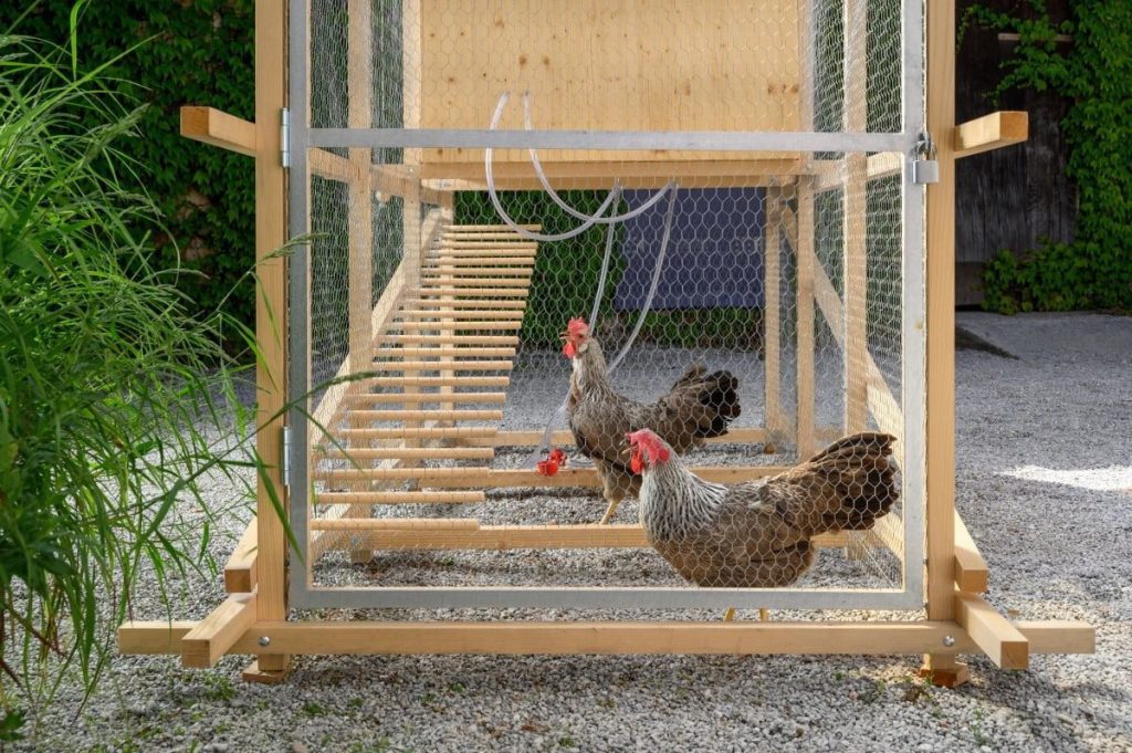 Dalam pemeliharaannya peternak dapat membuat kandang ayam brahma dengan berbagai design. Tetapi perlu diingat bahwa pembuatan kandang harus memiliki ukuran yang luas