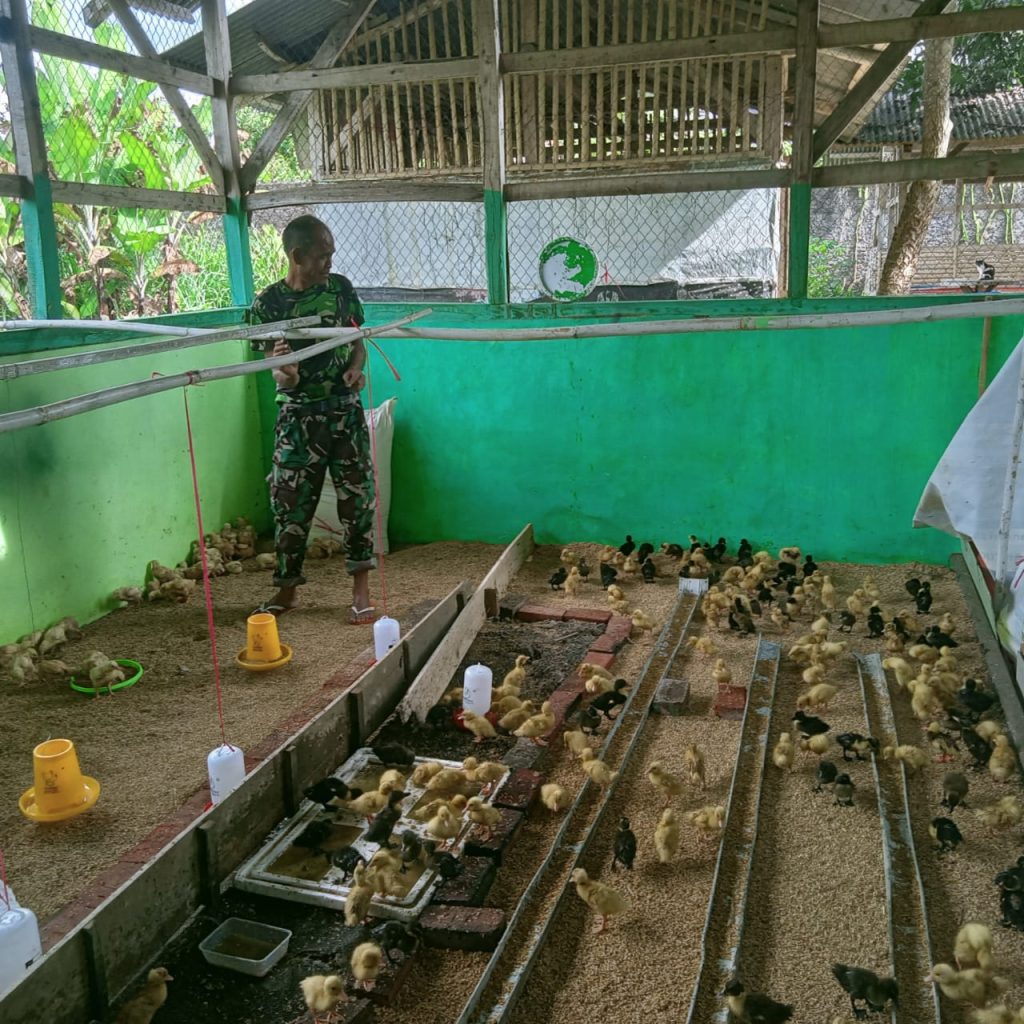 Contoh kandang bebek dengan tembok milik pelanggan hobiternak| Image 5