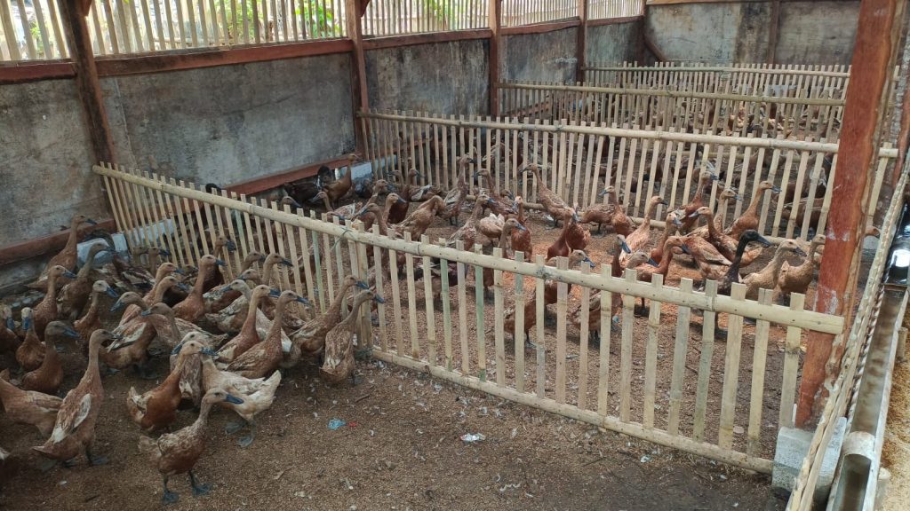 Kandang umbaran bayah atau bebek siap telur Image 2