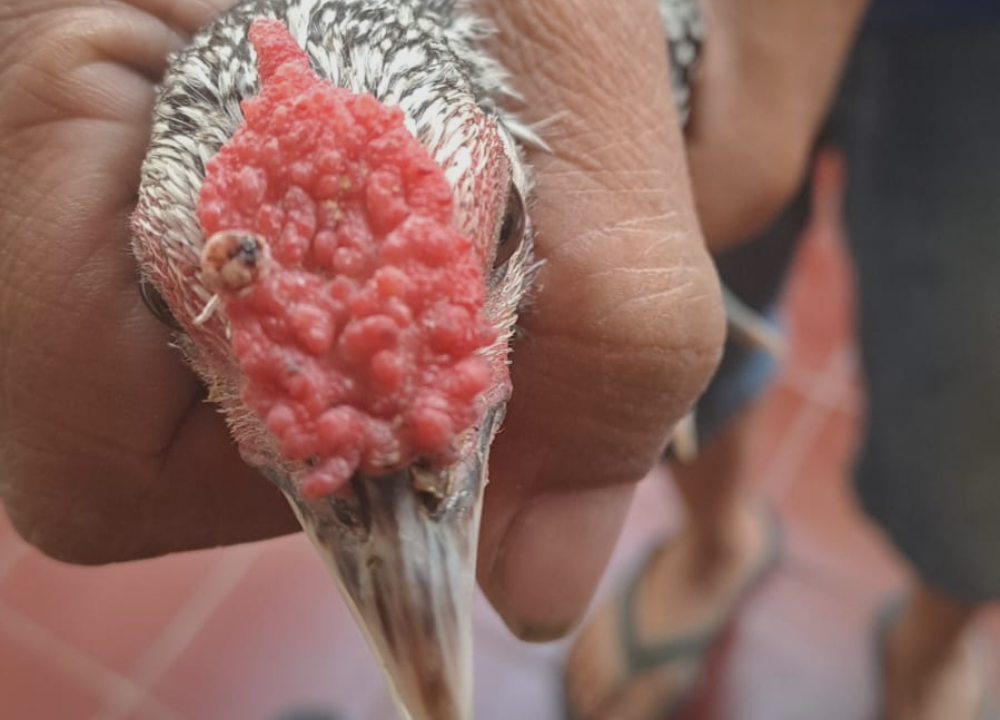 Kenali Gejala Penyakit Kutil pada Ayam Kampung Kenali Gejala Penyakit Kutil pada Ayam Kampung