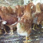 Jual Pullet Ayam Petelur Wilayah Sleman, Usia 13-20 Minggu