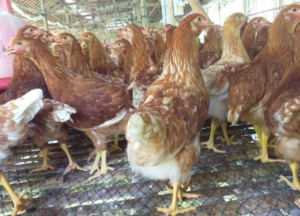 Jual Pullet Ayam Petelur Wilayah Sleman, Usia 13-20 Minggu