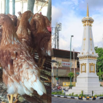 Jual Pullet Ayam Petelur di Jogja Usia 13–20 Minggu