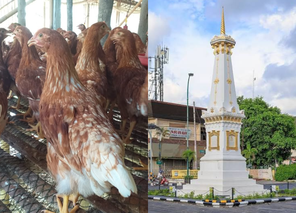Jual Pullet Ayam Petelur di Jogja Usia 13–20 Minggu