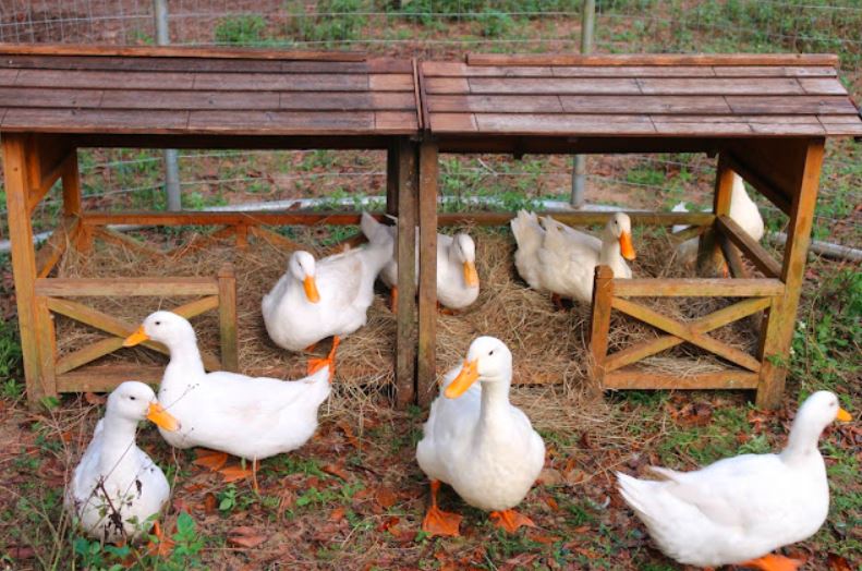 Kandang bebek hibrida yang nyaman akan memberikan pengaruh baik pada pertumbuhan bebek | Image 2