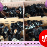 Terbaru!! Daftar Harga DOC/ Bibit Ayam KUB Tahun 2025