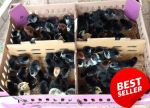 Terbaru!! Daftar Harga DOC/ Bibit Ayam KUB Tahun 2025