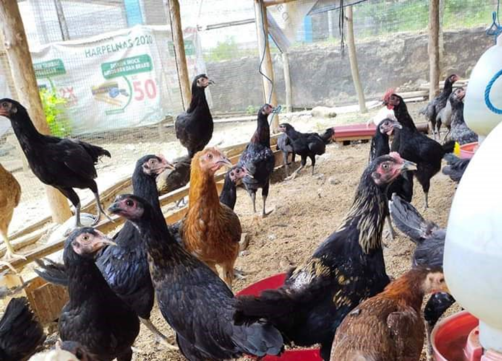 Asal Usul Ayam KUB: Bukan Ayam Silangan, Ini Sejarah Lengkapnya Asal Usul Ayam KUB: Sejarah Munculnya Ayam Kampung Unggul Balitbangtan