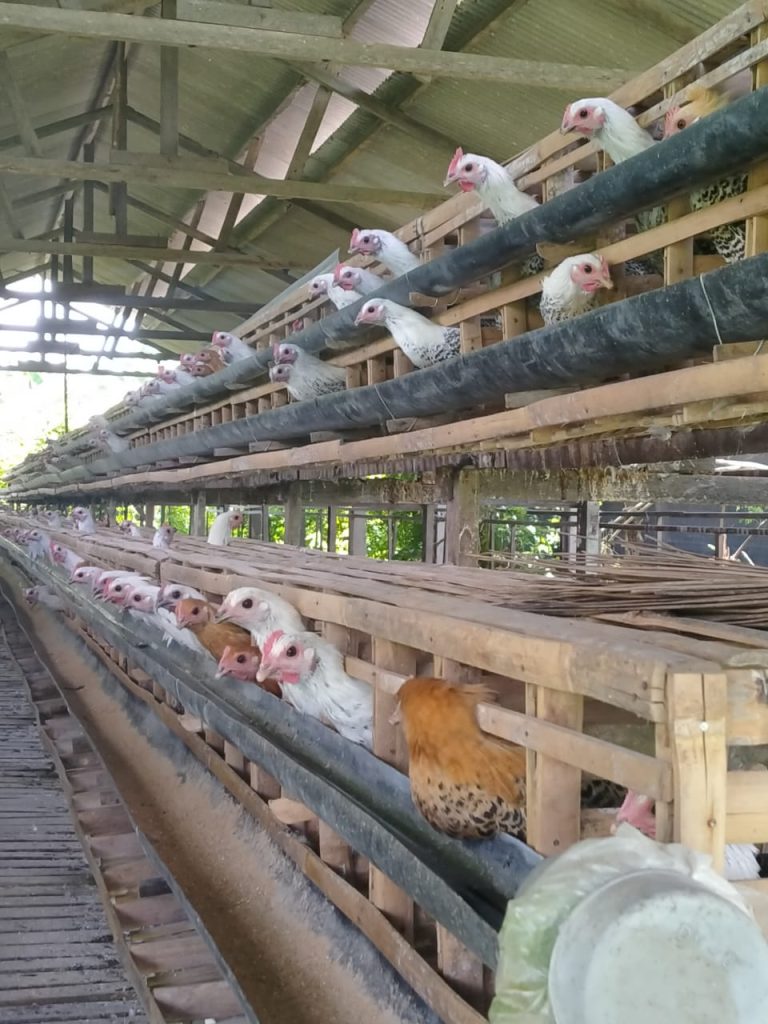 Ayam Arab Usia Indukan