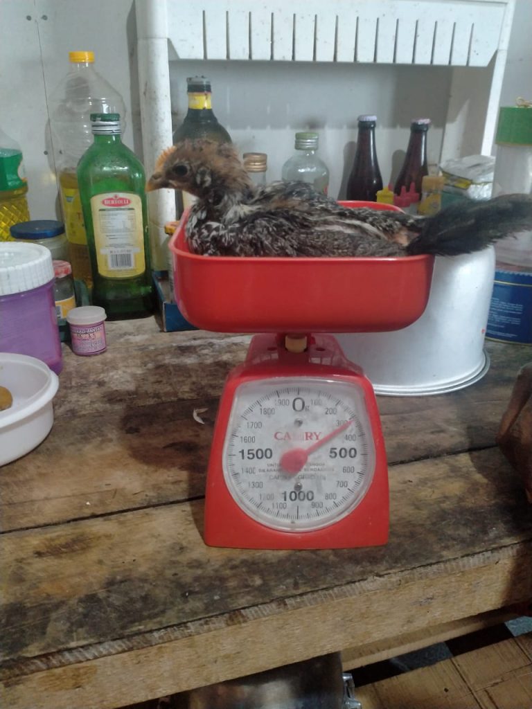 Pemberian ransum pakan yang sesuai dapat membantu pencapaian bobot ayam yang sesuai target