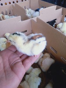 Bibit Ayam Joper