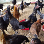 Cara Ternak Ayam KUB: 3 Manajemen Wajib untuk Hasil Maksimal