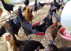 Cara Ternak Ayam KUB: 3 Manajemen Wajib untuk Hasil Maksimal