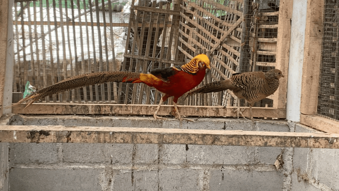 Golden Pheasant Usia Dewasa| Gambar 1