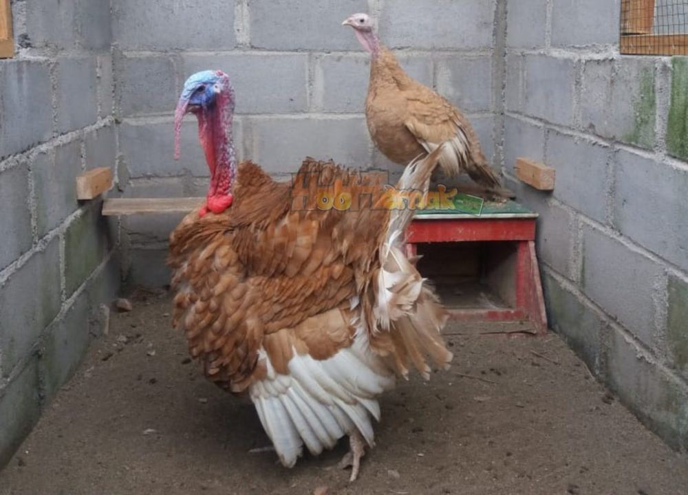Jual Ayam Kalkun dari Anakan sampai Indukan! Harga Terbaru di 2026 Jual Ayam Kalkun dari Anakan sampai Indukan! Harga Terbaru di 2025