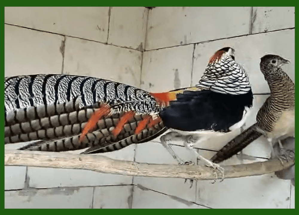 Jual Ayam Pegar atau Pheasant: Daftar Harga Lengkap, Cek Sekarang Juga!