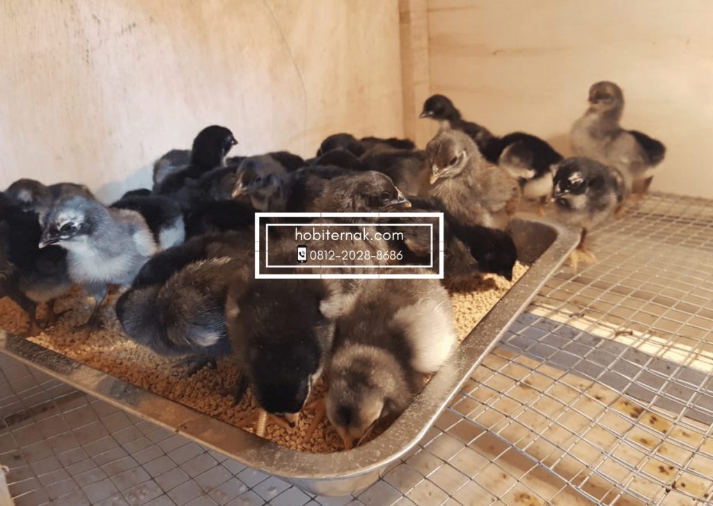 Salah satu foto ayam KUB saat masih berusia starter dengan diberikan pakan pabrikan