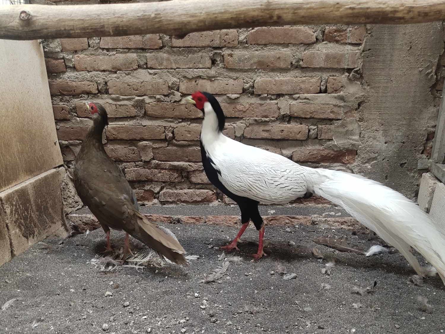 Silver Pheasant Usia Dewasa| Gambar 3