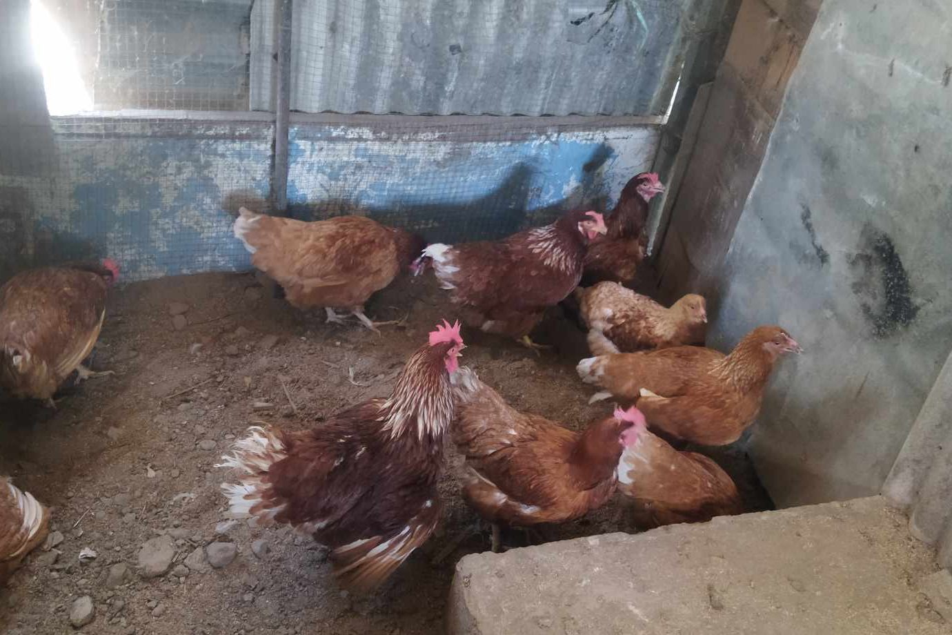 Ayam yang terlihat sehat dapat tiba-tiba terserang penyakit. Peternak perlu adanya kesiapan obat-obatan di area kandang | Gambar 2